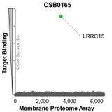 Membrane Proteome Specificity: The specificity of LRRC15 Monoclonal Antibody (CSB0165) was tested on the Membrane Proteome Array™ and shown to be specific for LRRC15. The Membrane Proteome Array™ contains 6,000 different human membrane proteins, each expressed in unfixed human cells to ensure native conformation and post-translational modifications. The Membrane Proteome Array™ represents the industry standard for determining the binding specificity of antibodies and other protein ligands.