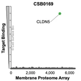 Membrane Proteome Specificity: The specificity of Claudin-5 Monoclonal Antibody (CSB0169) was tested on the Membrane Proteome Array™ and shown to be specific for Claudin-5. The Membrane Proteome Array™ contains 6,000 different human membrane proteins, each expressed in unfixed human cells to ensure native conformation and post-translational modifications. The Membrane Proteome Array™ represents the industry standard for determining the binding specificity of antibodies and other protein ligands.