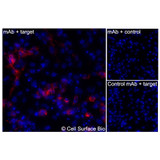 Immunofluorescence, Intracellular: (Left) JS-1 cells transiently transfected human Claudin-5 were permeabilized and stained with Claudin-5 Monoclonal Antibody (CSB0170) followed by AlexaFluor 647 anti-Mouse IgG secondary antibody (red) and DAPI (blue). (Top right) JS-1 cells transiently transfected with an empty control vector stained with Claudin-5 Monoclonal Antibody. (Bottom right) Isotype control: JS-1 cells transfected with human Claudin-5 and stained with control MAb.