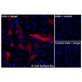 Immunofluorescence, Intracellular: (Left) JS-1 cells transiently transfected LILRB3 were permeabilized and stained with LILRB3 Monoclonal Antibody (CSB0162) followed by AlexaFluor 647 anti- IgG secondary antibody (red) and DAPI (blue). (Top right) JS-1 cells transiently transfected with an empty control vector stained with LILRB3 Monoclonal Antibody. (Bottom right) Isotype control: JS-1 cells transfected with LILRB3 and stained with control MAb.