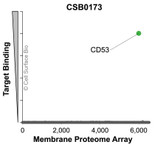 Membrane Proteome Specificity: The specificity of CD53 Monoclonal Antibody (CSB0173) was tested on the Membrane Proteome Array™ and shown to be specific for human CD53. The Membrane Proteome Array™ contains 6,000 different human membrane proteins, each expressed in unfixed human cells to ensure native conformation and post-translational modifications. The Membrane Proteome Array™ represents the industry standard for determining the binding specificity of antibodies and other protein ligands.