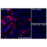 Immunofluorescence, Intracellular: (Left) JS-1 cells transiently transfected human TSPAN15 were permeabilized and stained with TSPAN15 Monoclonal Antibody (CSB0174) followed by AlexaFluor 647 anti-Mouse IgG secondary antibody (red) and DAPI (blue). (Top right) JS-1 cells transiently transfected with an empty control vector stained with TSPAN15 Monoclonal Antibody. (Bottom right) Isotype control: JS-1 cells transfected with human TSPAN15 and stained with control MAb.