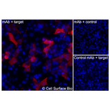 Immunofluorescence, Extracellular: (Left) JS-1 cells transiently transfected human MRGPRX4 were stained with MRGPRX4 Monoclonal Antibody (CSB0176) followed by AlexaFluor 647 anti-Mouse IgG secondary antibody (red) and DAPI (blue). (Top right) JS-1 cells transiently transfected with an empty control vector stained with MRGPRX4 Monoclonal Antibody. (Bottom right) Isotype control: JS-1 cells transfected with human MRGPRX4 and stained with control MAb.