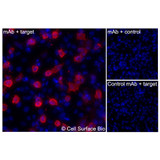 Immunofluorescence, Intracellular: (Left) JS-1 cells transiently transfected human CDH17 were permeabilized and stained with CDH17 Monoclonal Antibody (CSB0178) followed by AlexaFluor 647 anti-Mouse IgG secondary antibody (red) and DAPI (blue). (Top right) JS-1 cells transiently transfected with an empty control vector stained with CDH17 Monoclonal Antibody. (Bottom right) Isotype control: JS-1 cells transfected with human CDH17 and stained with control MAb.
