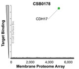 Membrane Proteome Specificity: The specificity of CDH17 Monoclonal Antibody (CSB0178) was tested on the Membrane Proteome Array™ and shown to be specific for CDH17. The Membrane Proteome Array™ contains 6,000 different human membrane proteins, each expressed in unfixed human cells to ensure native conformation and post-translational modifications. The Membrane Proteome Array™ represents the industry standard for determining the binding specificity of antibodies and other protein ligands.
