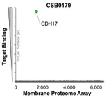 Membrane Proteome Specificity: The specificity of CDH17 Monoclonal Antibody (CSB0179) was tested on the Membrane Proteome Array™ and shown to be specific for human CDH17. The Membrane Proteome Array™ contains 6,000 different human membrane proteins, each expressed in unfixed human cells to ensure native conformation and post-translational modifications. The Membrane Proteome Array™ represents the industry standard for determining the binding specificity of antibodies and other protein ligands.