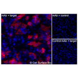 Immunofluorescence, Extracellular: (Left) JS-1 cells transiently transfected CDH17 were stained with CDH17 Monoclonal Antibody (CSB0179) followed by AlexaFluor 647 anti- IgG secondary antibody (red) and DAPI (blue). (Top right) JS-1 cells transiently transfected with an empty control vector stained with CDH17 Monoclonal Antibody. (Bottom right) Isotype control: JS-1 cells transfected with CDH17 and stained with control MAb.