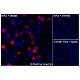 Immunofluorescence, Intracellular: (Left) JS-1 cells transiently transfected human CDH17 were permeabilized and stained with CDH17 Monoclonal Antibody (CSB0181) followed by AlexaFluor 647 anti-Mouse IgG secondary antibody (red) and DAPI (blue). (Top right) JS-1 cells transiently transfected with an empty control vector stained with CDH17 Monoclonal Antibody. (Bottom right) Isotype control: JS-1 cells transfected with human CDH17 and stained with control MAb.