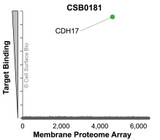 Membrane Proteome Specificity: The specificity of CDH17 Monoclonal Antibody (CSB0181) was tested on the Membrane Proteome Array™ and shown to be specific for CDH17. The Membrane Proteome Array™ contains 6,000 different human membrane proteins, each expressed in unfixed human cells to ensure native conformation and post-translational modifications. The Membrane Proteome Array™ represents the industry standard for determining the binding specificity of antibodies and other protein ligands.
