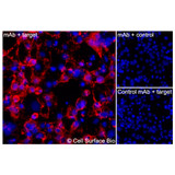 Immunofluorescence, Extracellular: (Left) COS-7 cells transiently transfected human TTYH1 were stained with TTYH1 Monoclonal Antibody (CSB0208) followed by AlexaFluor 647 anti-Mouse IgG secondary antibody (red) and DAPI (blue). (Top right) COS-7 cells transiently transfected with an empty control vector stained with TTYH1 Monoclonal Antibody. (Bottom right) Isotype control: COS-7 cells transfected with human TTYH1 and stained with control MAb.
