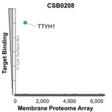 Membrane Proteome Specificity: The specificity of TTYH1 Monoclonal Antibody (CSB0208) was tested on the Membrane Proteome Array™ and shown to be specific for human TTYH1. The Membrane Proteome Array™ contains 6,000 different human membrane proteins, each expressed in unfixed avian cells to ensure native conformation and post-translational modifications. The Membrane Proteome Array™ represents the industry standard for determining the binding specificity of antibodies and other protein ligands.