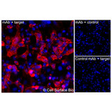 Immunofluorescence, Intracellular: (Left) COS-7 cells transiently transfected TTYH1 were permeabilized and stained with TTYH1 Monoclonal Antibody (CSB0208) followed by AlexaFluor 647 anti- IgG secondary antibody (red) and DAPI (blue). (Top right) COS-7 cells transiently transfected with an empty control vector stained with TTYH1 Monoclonal Antibody. (Bottom right) Isotype control: COS-7 cells transfected with TTYH1 and stained with control MAb.