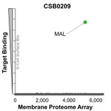 Membrane Proteome Specificity: The specificity of MAL Monoclonal Antibody (CSB0209) was tested on the Membrane Proteome Array™ and shown to be specific for human MAL. The Membrane Proteome Array™ contains 6,000 different human membrane proteins, each expressed in unfixed human cells to ensure native conformation and post-translational modifications. The Membrane Proteome Array™ represents the industry standard for determining the binding specificity of antibodies and other protein ligands.