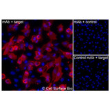 Immunofluorescence, Extracellular: (Left) JS-1 cells transiently transfected MAL were stained with MAL Monoclonal Antibody (CSB0209) followed by AlexaFluor 647 anti- IgG secondary antibody (red) and DAPI (blue). (Top right) JS-1 cells transiently transfected with an empty control vector stained with MAL Monoclonal Antibody. (Bottom right) Isotype control: JS-1 cells transfected with MAL and stained with control MAb.