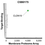 Membrane Proteome Specificity: The specificity of Claudin-19 Monoclonal Antibody (CSB0175) was tested on the Membrane Proteome Array™ and shown to be specific for human Claudin-19. The Membrane Proteome Array™ contains 6,000 different human membrane proteins, each expressed in unfixed human cells to ensure native conformation and post-translational modifications. The Membrane Proteome Array™ represents the industry standard for determining the binding specificity of antibodies and other protein ligands.