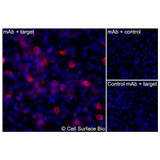 Immunofluorescence, Extracellular: (Left) JS-1 cells transiently transfected human CD206 were stained with CD206 Monoclonal Antibody (CSB0194) followed by AlexaFluor 647 anti-Mouse IgG secondary antibody (red) and DAPI (blue). (Top right) JS-1 cells transiently transfected with an empty control vector stained with CD206 Monoclonal Antibody. (Bottom right) Isotype control: JS-1 cells transfected with human CD206 and stained with control MAb.