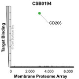 Membrane Proteome Specificity: The specificity of CD206 Monoclonal Antibody (CSB0194) was tested on the Membrane Proteome Array™ and shown to be specific for human CD206. The Membrane Proteome Array™ contains 6,000 different human membrane proteins, each expressed in unfixed human cells to ensure native conformation and post-translational modifications. The Membrane Proteome Array™ represents the industry standard for determining the binding specificity of antibodies and other protein ligands.