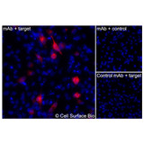 Immunofluorescence, Intracellular: (Left) JS-1 cells transiently transfected CD206 were permeabilized and stained with CD206 Monoclonal Antibody (CSB0194) followed by AlexaFluor 647 anti- IgG secondary antibody (red) and DAPI (blue). (Top right) JS-1 cells transiently transfected with an empty control vector stained with CD206 Monoclonal Antibody. (Bottom right) Isotype control: JS-1 cells transfected with CD206 and stained with control MAb.