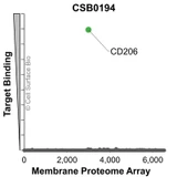 Membrane Proteome Specificity: The specificity of CD206 Monoclonal Antibody (CSB0194) was tested on the Membrane Proteome Array™ and shown to be specific for CD206. The Membrane Proteome Array™ contains 6,000 different human membrane proteins, each expressed in unfixed human cells to ensure native conformation and post-translational modifications. The Membrane Proteome Array™ represents the industry standard for determining the binding specificity of antibodies and other protein ligands.