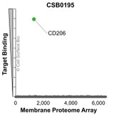 Membrane Proteome Specificity: The specificity of CD206 Monoclonal Antibody (CSB0195) was tested on the Membrane Proteome Array™ and shown to be specific for human CD206. The Membrane Proteome Array™ contains 6,000 different human membrane proteins, each expressed in unfixed human cells to ensure native conformation and post-translational modifications. The Membrane Proteome Array™ represents the industry standard for determining the binding specificity of antibodies and other protein ligands.