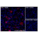 Immunofluorescence, Extracellular: (Left) JS-1 cells transiently transfected CD206 were stained with CD206 Monoclonal Antibody (CSB0195) followed by AlexaFluor 647 anti- IgG secondary antibody (red) and DAPI (blue). (Top right) JS-1 cells transiently transfected with an empty control vector stained with CD206 Monoclonal Antibody. (Bottom right) Isotype control: JS-1 cells transfected with CD206 and stained with control MAb.