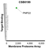Membrane Proteome Specificity: The specificity of PMP22 Monoclonal Antibody (CSB0199) was tested on the Membrane Proteome Array™ and shown to be specific for PMP22. The Membrane Proteome Array™ contains 6,000 different human membrane proteins, each expressed in unfixed avian cells to ensure native conformation and post-translational modifications. The Membrane Proteome Array™ represents the industry standard for determining the binding specificity of antibodies and other protein ligands.