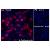 Immunofluorescence, Intracellular: (Left) JS-1 cells transiently transfected PMP22 were permeabilized and stained with PMP22 Monoclonal Antibody (CSB0199) followed by AlexaFluor 647 anti- IgG secondary antibody (red) and DAPI (blue). (Top right) JS-1 cells transiently transfected with an empty control vector stained with PMP22 Monoclonal Antibody. (Bottom right) Isotype control: JS-1 cells transfected with PMP22 and stained with control MAb.