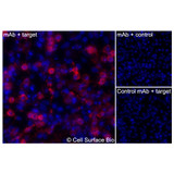 Immunofluorescence, Extracellular: (Left) JS-1 cells transiently transfected PMP22 were stained with PMP22 Monoclonal Antibody (CSB0199) followed by AlexaFluor 647 anti- IgG secondary antibody (red) and DAPI (blue). (Top right) JS-1 cells transiently transfected with an empty control vector stained with PMP22 Monoclonal Antibody. (Bottom right) Isotype control: JS-1 cells transfected with PMP22 and stained with control MAb.