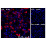 Immunofluorescence, Extracellular: (Left) JS-1 cells transiently transfected human PERP were stained with PERP Monoclonal Antibody (CSB0200) followed by AlexaFluor 647 anti-Mouse IgG secondary antibody (red) and DAPI (blue). (Top right) JS-1 cells transiently transfected with an empty control vector stained with PERP Monoclonal Antibody. (Bottom right) Isotype control: JS-1 cells transfected with human PERP and stained with control MAb.