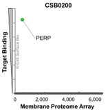 Membrane Proteome Specificity: The specificity of PERP Monoclonal Antibody (CSB0200) was tested on the Membrane Proteome Array™ and shown to be specific for human PERP. The Membrane Proteome Array™ contains 6,000 different human membrane proteins, each expressed in unfixed avian cells to ensure native conformation and post-translational modifications. The Membrane Proteome Array™ represents the industry standard for determining the binding specificity of antibodies and other protein ligands.