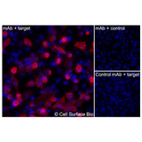 Immunofluorescence, Intracellular