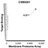 Membrane Proteome Specificity: The specificity of AQP1 Monoclonal Antibody (CSB0201) was tested on the Membrane Proteome Array™ and shown to be specific for AQP1. The Membrane Proteome Array™ contains 6,000 different human membrane proteins, each expressed in unfixed avian cells to ensure native conformation and post-translational modifications. The Membrane Proteome Array™ represents the industry standard for determining the binding specificity of antibodies and other protein ligands.