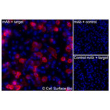 Immunofluorescence, Extracellular: (Left) JS-1 cells transiently transfected human AQP1 were stained with AQP1 Monoclonal Antibody (CSB0202) followed by AlexaFluor 647 anti-Mouse IgG secondary antibody (red) and DAPI (blue). (Top right) JS-1 cells transiently transfected with an empty control vector stained with AQP1 Monoclonal Antibody. (Bottom right) Isotype control: JS-1 cells transfected with human AQP1 and stained with control MAb.