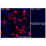 Immunofluorescence, Intracellular: (Left) JS-1 cells transiently transfected AQP1 were permeabilized and stained with AQP1 Monoclonal Antibody (CSB0202) followed by AlexaFluor 647 anti- IgG secondary antibody (red) and DAPI (blue). (Top right) JS-1 cells transiently transfected with an empty control vector stained with AQP1 Monoclonal Antibody. (Bottom right) Isotype control: JS-1 cells transfected with AQP1 and stained with control MAb.