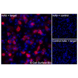 Immunofluorescence, Extracellular: (Left) JS-1 cells transiently transfected human LIM2 were stained with LIM2 Monoclonal Antibody (CSB0206) followed by AlexaFluor 647 anti-Mouse IgG secondary antibody (red) and DAPI (blue). (Top right) JS-1 cells transiently transfected with an empty control vector stained with LIM2 Monoclonal Antibody. (Bottom right) Isotype control: JS-1 cells transfected with human LIM2 and stained with control MAb.