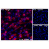 Immunofluorescence, Intracellular: (Left) JS-1 cells transiently transfected LIM2 were permeabilized and stained with LIM2 Monoclonal Antibody (CSB0206) followed by AlexaFluor 647 anti- IgG secondary antibody (red) and DAPI (blue). (Top right) JS-1 cells transiently transfected with an empty control vector stained with LIM2 Monoclonal Antibody. (Bottom right) Isotype control: JS-1 cells transfected with LIM2 and stained with control MAb.