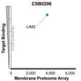 Membrane Proteome Specificity: The specificity of LIM2 Monoclonal Antibody (CSB0206) was tested on the Membrane Proteome Array™ and shown to be specific for LIM2. The Membrane Proteome Array™ contains 6,000 different human membrane proteins, each expressed in unfixed human cells to ensure native conformation and post-translational modifications. The Membrane Proteome Array™ represents the industry standard for determining the binding specificity of antibodies and other protein ligands.