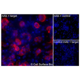 Immunofluorescence, Extracellular: (Left) COS-7 cells transiently transfected MPL were stained with MPL Monoclonal Antibody (CSB0237) followed by AlexaFluor 647 anti- IgG secondary antibody (red) and DAPI (blue). (Top right) COS-7 cells transiently transfected with an empty control vector stained with MPL Monoclonal Antibody. (Bottom right) Isotype control: COS-7 cells transfected with MPL and stained with control MAb.