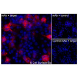 Immunofluorescence, Intracellular: (Left) COS-7 cells transiently transfected MPL were permeabilized and stained with MPL Monoclonal Antibody (CSB0237) followed by AlexaFluor 647 anti- IgG secondary antibody (red) and DAPI (blue). (Top right) COS-7 cells transiently transfected with an empty control vector stained with MPL Monoclonal Antibody. (Bottom right) Isotype control: COS-7 cells transfected with {{target} and stained with control MAb.