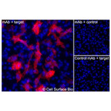 Immunofluorescence, Intracellular: (Left) JS-1 cells transiently transfected GPRC5D were permeabilized and stained with GPRC5D Monoclonal Antibody (CSB0219) followed by AlexaFluor 647 anti- IgG secondary antibody (red) and DAPI (blue). (Top right) JS-1 cells transiently transfected with an empty control vector stained with GPRC5D Monoclonal Antibody. (Bottom right) Isotype control: JS-1 cells transfected with {{target} and stained with control MAb.