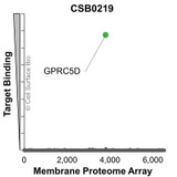 Membrane Proteome Specificity: The specificity of GPRC5D Monoclonal Antibody (CSB0219) was tested on the Membrane Proteome Array™ and shown to be specific for GPRC5D. The Membrane Proteome Array™ contains 6,000 different human membrane proteins, each expressed in unfixed Human cells to ensure native conformation and post-translational modifications. The Membrane Proteome Array™ represents the industry standard for determining the binding specificity of antibodies and other protein ligands.
