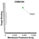 Membrane Proteome Specificity: The specificity of P2X7 Monoclonal Antibody (CSB0184) was tested on the Membrane Proteome Array™ and shown to be specific for P2X7. The Membrane Proteome Array™ contains 6,000 different human membrane proteins, each expressed in unfixed Human cells to ensure native conformation and post-translational modifications. The Membrane Proteome Array™ represents the industry standard for determining the binding specificity of antibodies and other protein ligands.