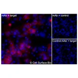 Immunofluorescence, Intracellular: (Left) COS-7 cells transiently transfected P2X7 were permeabilized and stained with P2X7 Monoclonal Antibody (CSB0184) followed by AlexaFluor 647 anti- IgG secondary antibody (red) and DAPI (blue). (Top right) COS-7 cells transiently transfected with an empty control vector stained with P2X7 Monoclonal Antibody. (Bottom right) Isotype control: COS-7 cells transfected with P2X7 and stained with control MAb.