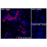 Immunofluorescence, Extracellular: (Left) COS-7 cells transiently transfected Kv1.3 were stained with Kv1.3 Monoclonal Antibody (CSB0220) followed by AlexaFluor 647 anti- IgG secondary antibody (red) and DAPI (blue). (Top right) COS-7 cells transiently transfected with an empty control vector stained with Kv1.3 Monoclonal Antibody. (Bottom right) Isotype control: COS-7 cells transfected with Kv1.3 and stained with control MAb.