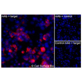 Immunofluorescence, Intracellular: (Left) COS-7 cells transiently transfected Kv1.3 were permeabilized and stained with Kv1.3 Monoclonal Antibody (CSB0220) followed by AlexaFluor 647 anti- IgG secondary antibody (red) and DAPI (blue). (Top right) COS-7 cells transiently transfected with an empty control vector stained with Kv1.3 Monoclonal Antibody. (Bottom right) Isotype control: COS-7 cells transfected with {{target} and stained with control MAb.