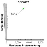 Membrane Proteome Specificity: The specificity of Kv1.3 Monoclonal Antibody (CSB0220) was tested on the Membrane Proteome Array™ and shown to be specific for Kv1.3. The Membrane Proteome Array™ contains 6,000 different human membrane proteins, each expressed in unfixed Human cells to ensure native conformation and post-translational modifications. The Membrane Proteome Array™ represents the industry standard for determining the binding specificity of antibodies and other protein ligands.