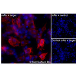 Immunofluorescence, Intracellular: (Left) COS-7 cells transiently transfected human CD62L were permeabilized and stained with CD62L Monoclonal Antibody (CSB0223) followed by AlexaFluor 647 anti- IgG secondary antibody (red) and DAPI (blue). (Top right) COS-7 cells transiently transfected with an empty control vector stained with CD62L Monoclonal Antibody. (Bottom right) Isotype control: COS-7 cells transfected with human {{target} and stained with control MAb.