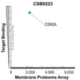 Membrane Proteome Specificity: The specificity of CD62L Monoclonal Antibody (CSB0223) was tested on the Membrane Proteome Array™ and shown to be specific for human CD62L. The Membrane Proteome Array™ contains 6,000 different human membrane proteins, each expressed in unfixed Human cells to ensure native conformation and post-translational modifications. The Membrane Proteome Array™ represents the industry standard for determining the binding specificity of antibodies and other protein ligands.