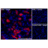 Immunofluorescence, Extracellular: (Left) JS-1 cells transiently transfected human CD11c were stained with CD11c Monoclonal Antibody (CSB0227) followed by AlexaFluor 647 anti- IgG secondary antibody (red) and DAPI (blue). (Top right) JS-1 cells transiently transfected with an empty control vector stained with CD11c Monoclonal Antibody. (Bottom right) Isotype control: JS-1 cells transfected with human CD11c and stained with control MAb.