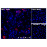 Immunofluorescence, Intracellular: (Left) JS-1 cells transiently transfected pig CD11b were permeabilized and stained with CD11b Monoclonal Antibody (CSB0230) followed by AlexaFluor 647 anti- IgG secondary antibody (red) and DAPI (blue). (Top right) JS-1 cells transiently transfected with an empty control vector stained with CD11b Monoclonal Antibody. (Bottom right) Isotype control: JS-1 cells transfected with pig {{target} and stained with control MAb.